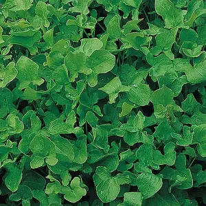 Herb Sorrel 1 Seed Packet (1000 Seeds)