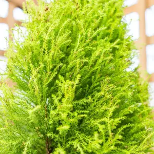 Cupressus Wilma - Compact Evergreen Conifer Plant, Bright Green Foliage (30-40cm Height)