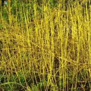 2-3ft Yellow Dogwood (Cornus Stolonifera 'Flaviramea') Field Grown Hedging Plants - Pack of 10