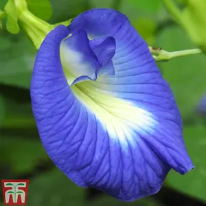 Butterfly Pea 1 Seed Packet (20 Seeds)