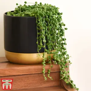 Senecio String of Pearls 9cm x 1+Large Black-Gold Potted Plant x 1