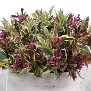 Weigela All Summer Monet Garden Plant - Variegated Foliage, Purple Blooms, Compact Size (20-30cm Height Including Pot)