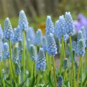 Muscari Peppermint Flowering Bulbs (100 Pack)