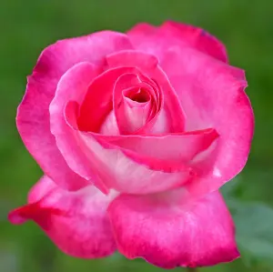 Rose Bush 'Gaujard' - Double Petalled Hybrid Tea Rose Bush in 3 Litre Pot