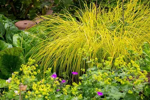 Carex Elata 'Aurea' - Bowles's Golden Sedge 'Aurea' Sedge - 3 Plants in 9cm Pots