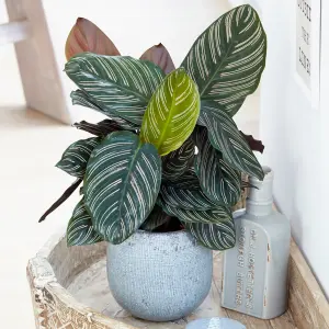 Calathea Ornata - Exotic Foliage, Indoor Houseplant (14cm, 40-50cm)