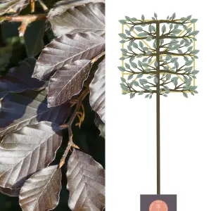 Copper Beech Pleached Tree with Staking Kit - 150cm Stem and 12cm Girth