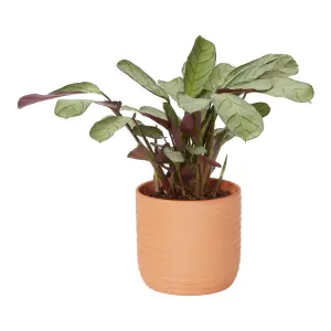 Verve Prayer plant in Pale grey Terracotta Decorative pot 13cm