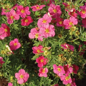 Potentilla Bellissima Garden Plant - Pink Flowers, Compact Size, Hardy (15-30cm Height Including Pot)