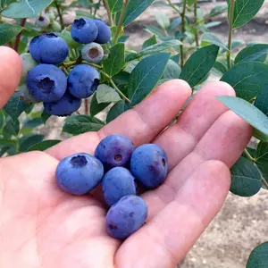 Blueberry Jersey - Vaccinium corymbosum, Fruit-Bearing Shrub (30-50cm Height Including Pot)