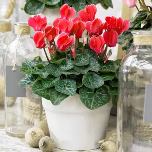 Cyclamen 'Red' - Vibrant Red Flowers to Brighten Winter Days, Compact Indoor Plant, Easy Care (12cm)