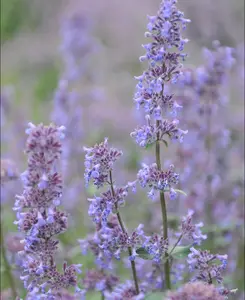 Nepeta racemosa Grog - Catmint 3 x 9cm pots