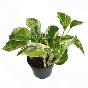 House Plant - Pothos - Marble Queen - 12 cm Pot size - 10-20 cm Tall - Epipremnum Pinnatum - Indoor Plant