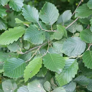 Alnus Incana 'Grey Alder' Bare Root Hedge Hedging Tree Plants (2-3ft, 25 Plants)