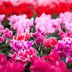 4 x Cyclamen Mixed Garden Ready Plants - Alpine Violet UK Hardy Flowering Perennials - Ideal for Beds, Containers or Borders