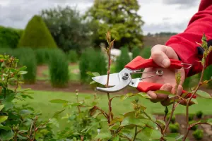 ARS 120DX Professional Secateurs 195mm Red