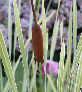 Lincolnshire Pond Plants Ltd Marginal Plants - Pond Plants (Typha Latifolia Variegated) - 1 Litre potted