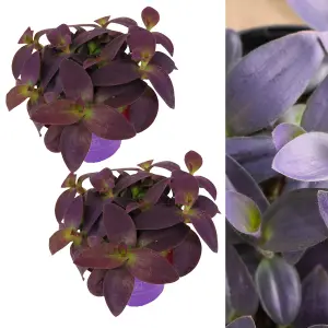 2 x Tradescantia Pallida Purple Heart Indoor Plant in 12cm Pot - Trailing House Plant with Eye Catching Foliage - Easy to Care For