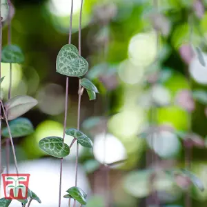 String of Hearts Ceropegia Woodii Houseplant - 8cm Potted Plant  x 2