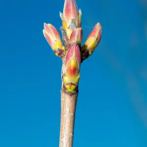 Field Maple Pleached Tree with Staking Kit - 180cm Stem and 10cm Girth