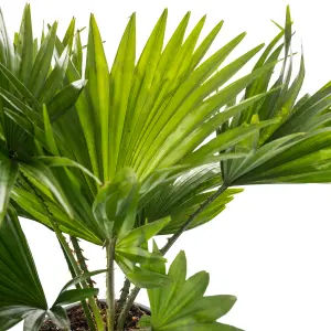 Livistona Palm - Elegant and Tropical Indoor Plant for Interior Spaces (50-60cm Height Including Pot)