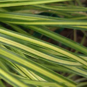 Carex Eversheen - Golden-Yellow Foliage, Evergreen, Hardy (20-30cm Height Including Pot)