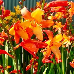 Crocosmia Orange Pekoe - Rich Orange Blooms, Montbretia, Sun (20-30cm Height Including Pot)