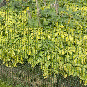 Nature Garden Screen Square Mesh 5x5 mm 1x3 m Green