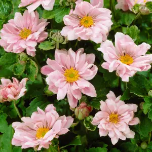 Anemone Queen Charlotte - Elegant Pale Pink Blooms, Moderate Height (15-30cm Height Including Pot)