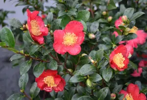 Camellia Yuletide in 2 Litre Pot - Gift Wrapped with Festive Red Bow