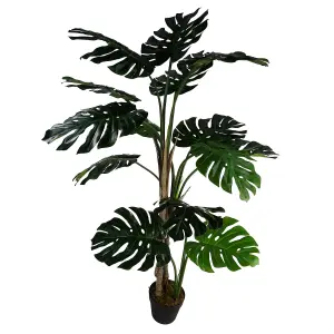 150cm (5ft) Luxury Monstera Plant Black Pot