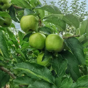 Dwarf Patio 'Grenadier' Self-Fertile Apple Tree, Ready to Fruit, Brilliant For Cooking 3FATPIGS