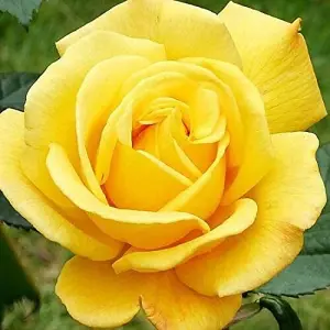 Yellow Rose Bush in a 3 Litre Pot - Gorgeous British Grown Yellow Rose Bush