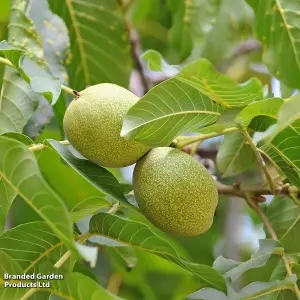 Walnut (Juglans) Broadview 9 Litre Potted Plant x 1