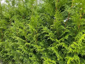 10x Thuja Plicata Gelderland Western Red Cedar Trees 2-3ft Supplied in 2 Litre Pots