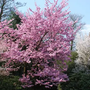 Prunus Jacqueline Tree - Stunning Autumn Foliage, Pink Flowers, Low Maintenance, Frost Hardy (5-6ft)