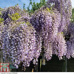 Fragrant Wisteria Prolific - 1.5 Litre Potted Plant x 1 - Hardy Shrub - Loved by Pollinators - Climbing Plant