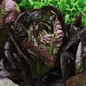 Lettuce Moonred 1 Seed Packet (200 Seeds)