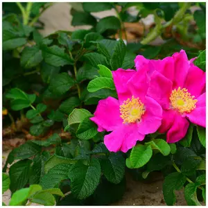 1 Red Wild Rose Hedging 30-50cm Plants,Rosa Rugosa Rubra,Flowers For 6mths 3FATPIGS