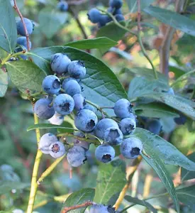 1 'Dixi' Blueberry Plant / Vaccinium cor. 'Dixi' 25cm Tall In 9cm Pot 3FATPIGS