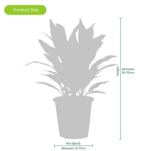 Palm Mix - Exotic Indoor Collection: Cycas, Livistona, Areca (12cm)