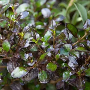 Coprosma Midnight Martini Garden Shrub - Striking Multicolour Foliage, Compact Size, Attracts Pollinators (10-30cm)