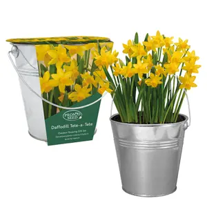 Pronto Seed Daffodil Flower Growing Kit with Bucket Planter & Daffodil Bulbs - Gardening Gifts for Women & Men