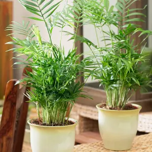 Chamaedorea Palm: Elegant Tropical Greenery for Indoor Spaces (35-50cm, 13cm Pot)