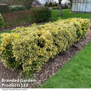 Euonymus japonicus Ovatus Aureus 9cm Potted Plant x 1