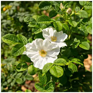 50 White Wild Rose Hedging 30-50cm Plants,Rosa Rugosa Alba,Flowers & Fruit 3FATPIGS