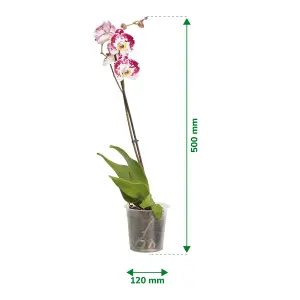 Verve Single Stem Moth orchid in Terracotta Plastic Grow pot 12cm