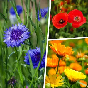 Pegdev - PDL 100g English Meadow Wildflower Seed Mix Colour Boost for Vibrant Gardens & Plant Beds - Attracts Bees and Butterflies