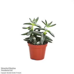 Gift Crassula Tarantula 8.5cm Pot x 1