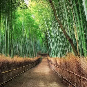 Bamboo Grove Kyoto Mural - 384x260cm - 5460-8